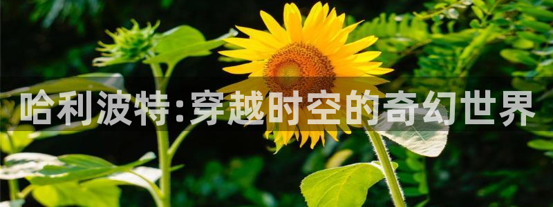 迅播影院手机版：哈利波特:穿越时空的奇幻世界